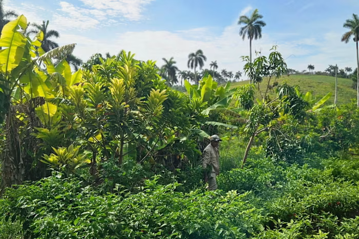Cuban farmers rush to sell land as Trump’s fuel blockade hits harvests